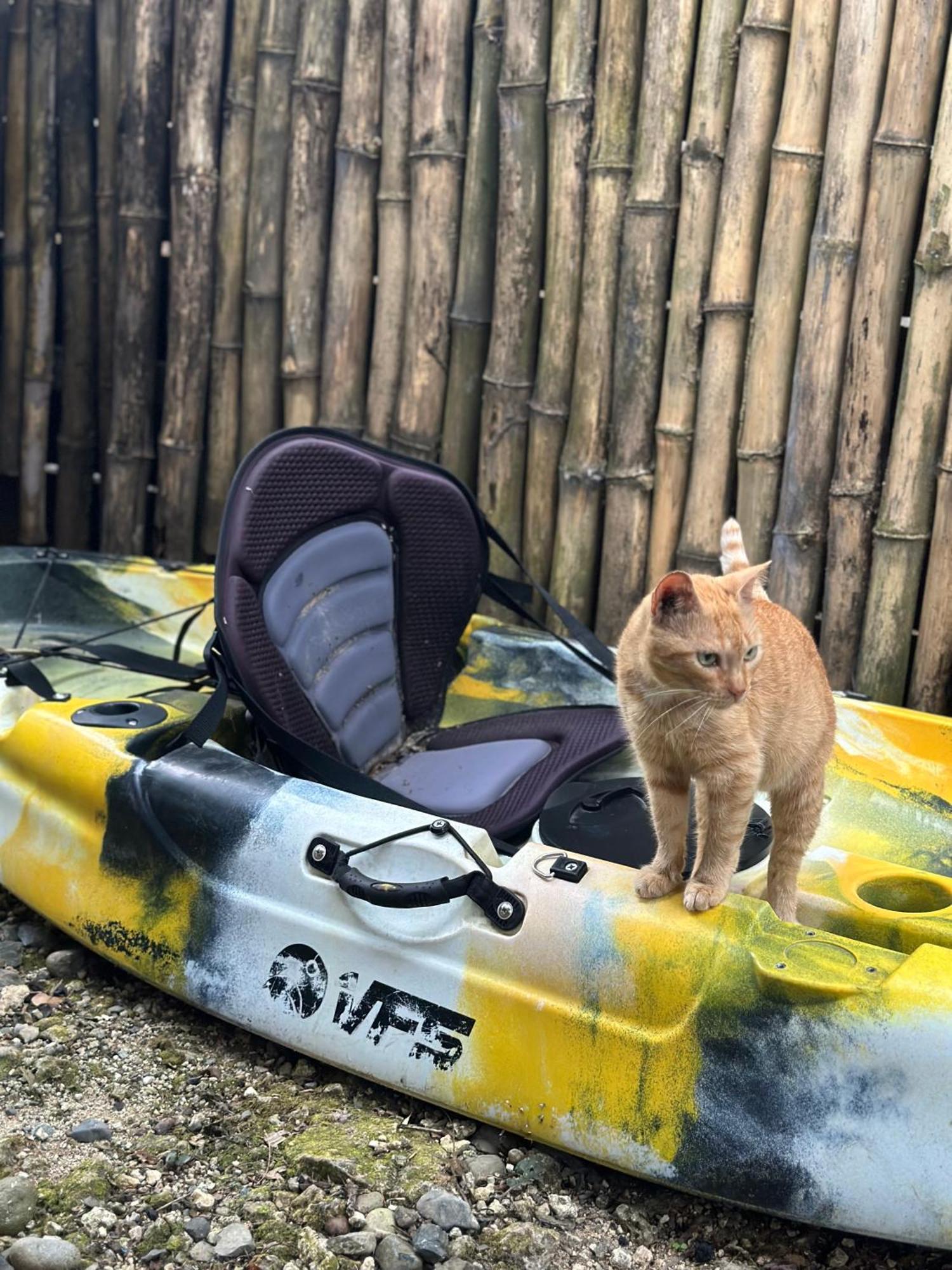 ホテル La Y Surf Camp ボカス・タウン エクステリア 写真